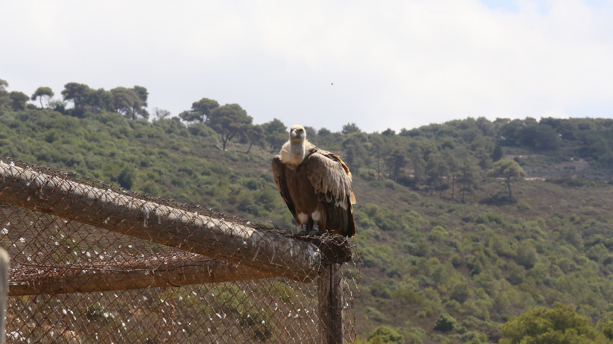 Eurasian Griffon - ML644852188