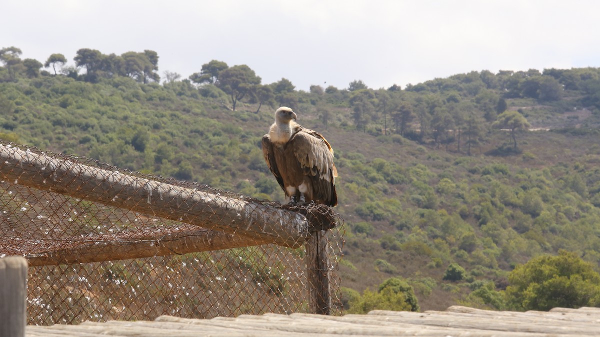 Eurasian Griffon - ML644852189