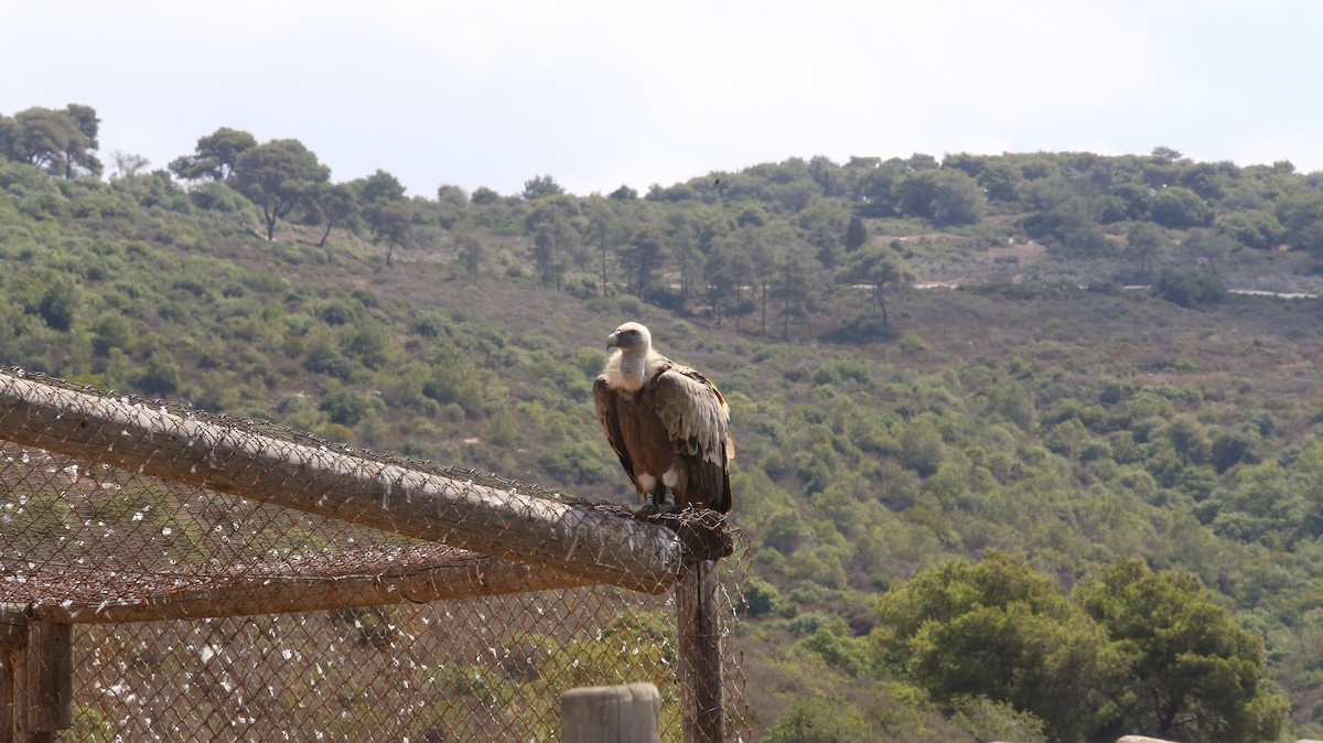 Eurasian Griffon - ML644852190