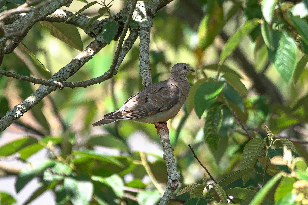 Eared Dove - ML644852196