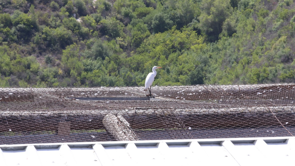 Western Cattle-Egret - ML644852198