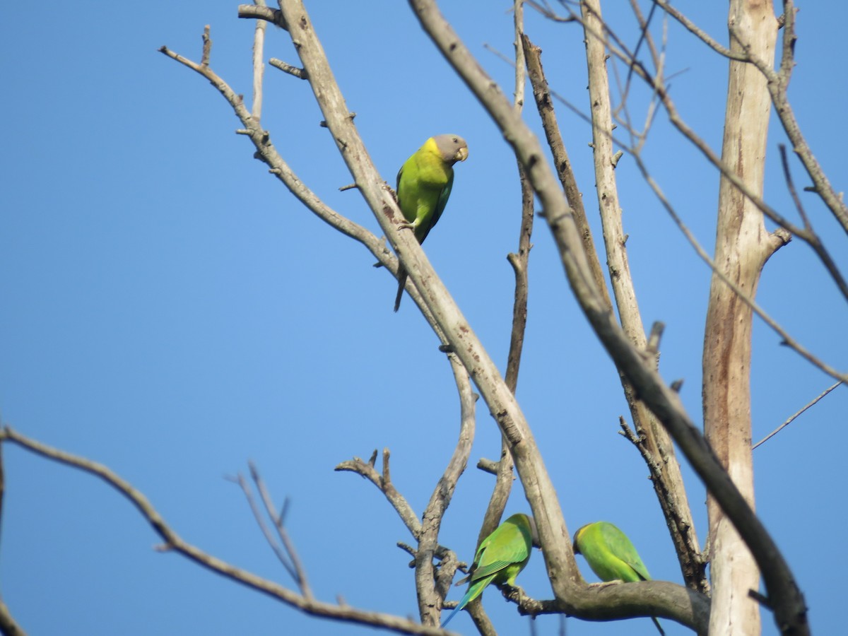 コセイインコ - ML644852200