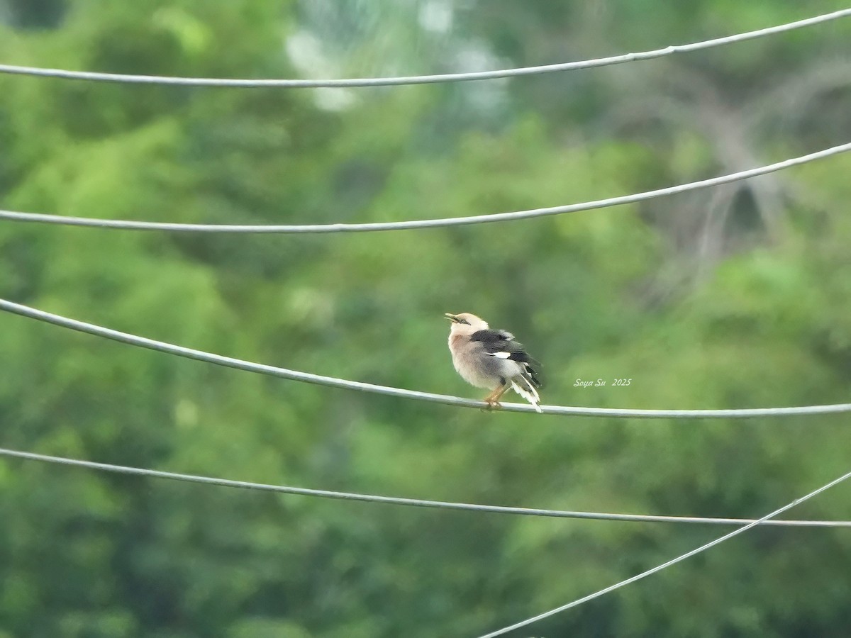 Vinous-breasted Myna - ML644852201