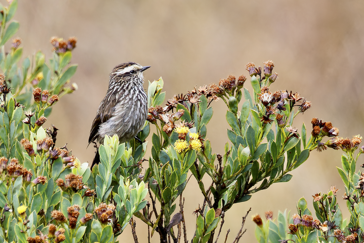 Andean Tit-Spinetail - ML644852203