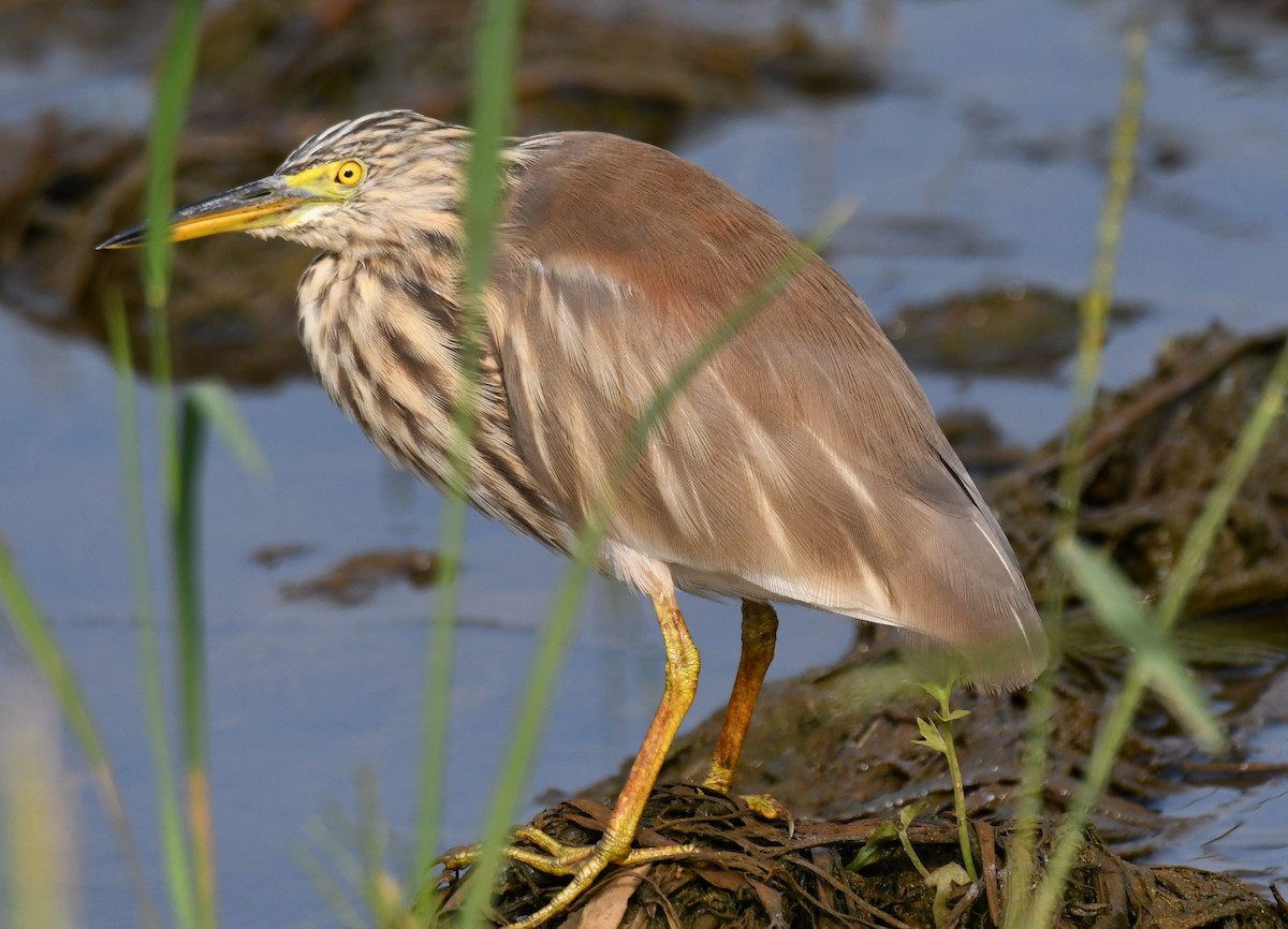 Paddyreiher - ML644852207