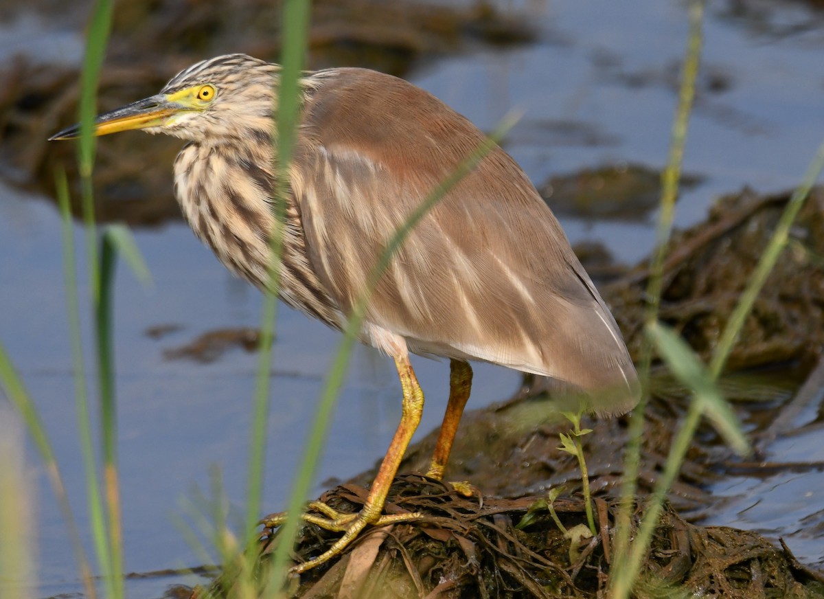 Paddyreiher - ML644852215