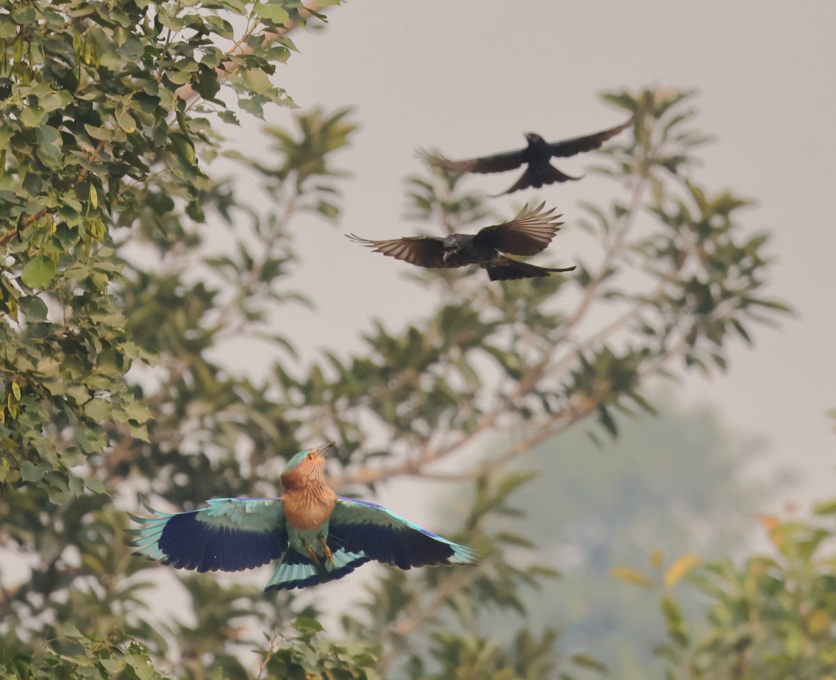 Indian Roller - ML644852221