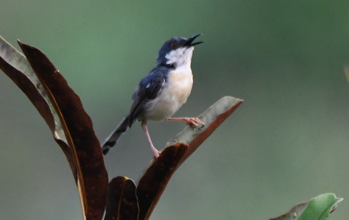 Ashy Prinia - ML644852239