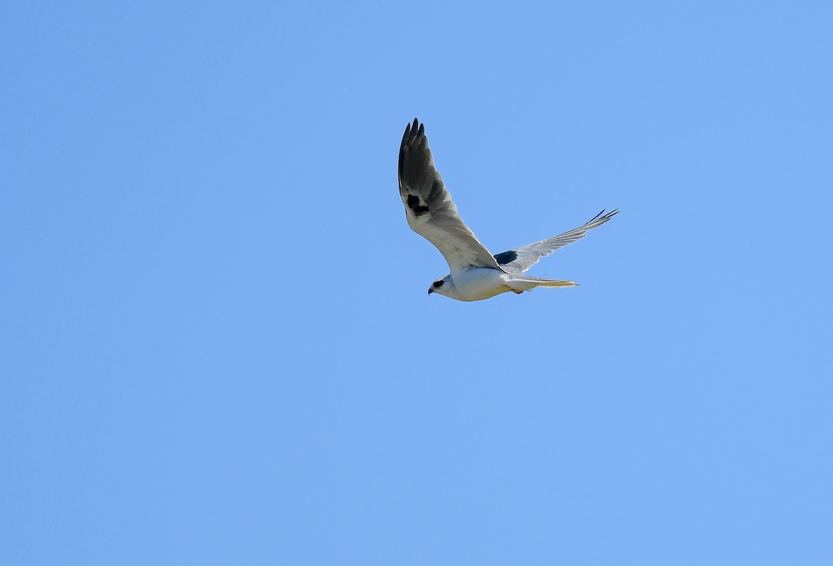 White-tailed Kite - ML644852241