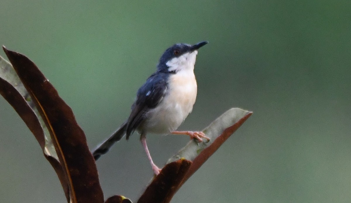 Ashy Prinia - ML644852242