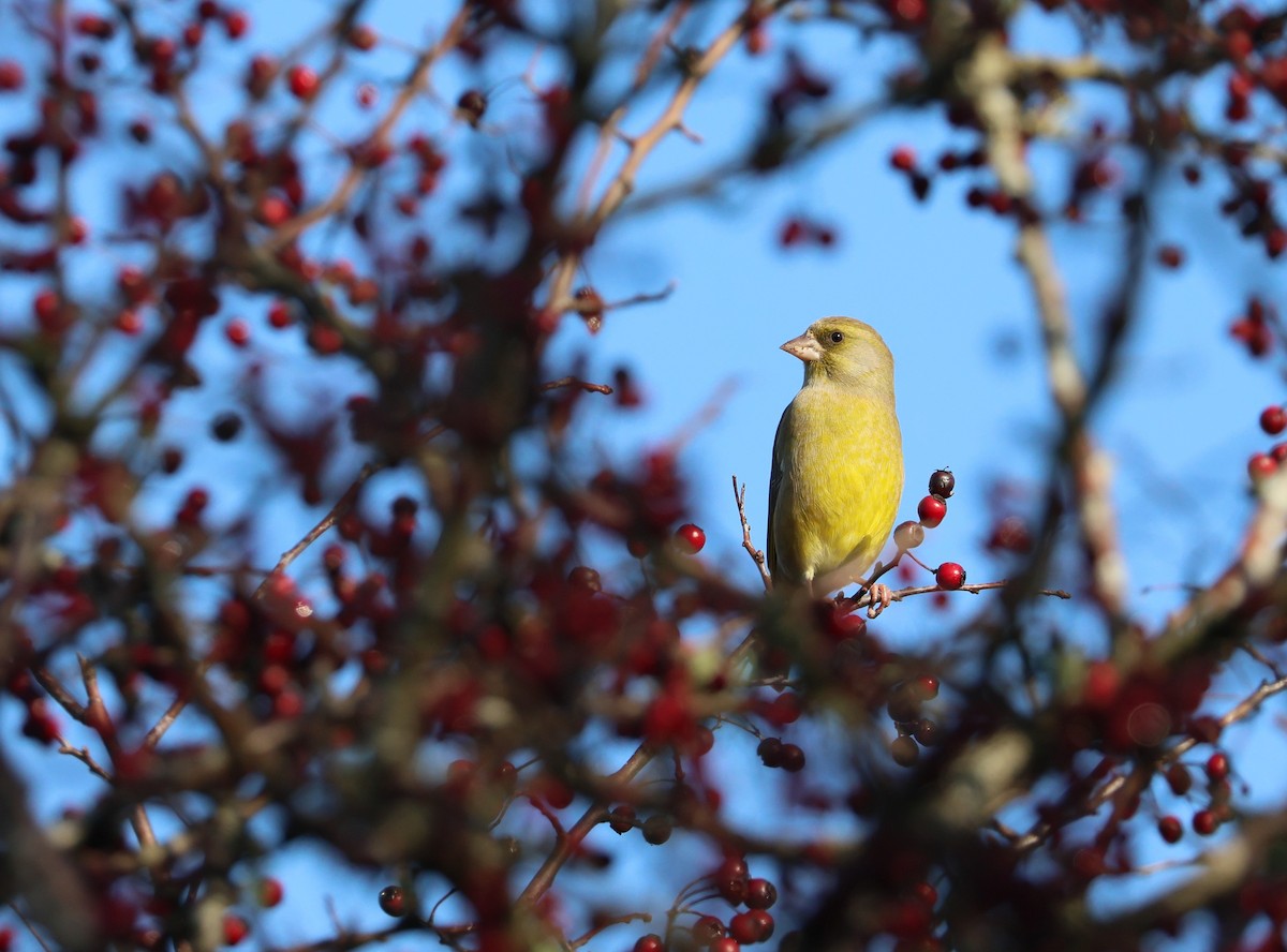 European Greenfinch - ML644852244