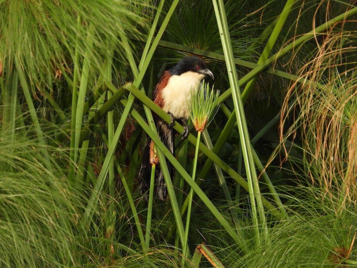 Blue-headed Coucal - ML644852248