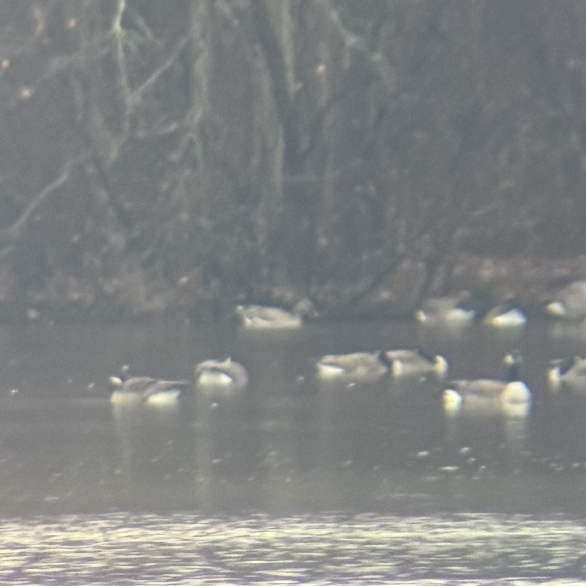 Tundra Bean-Goose - ML644852250