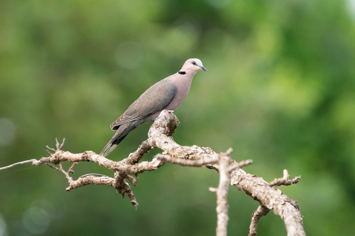 hrdlička červenooká - ML644852257