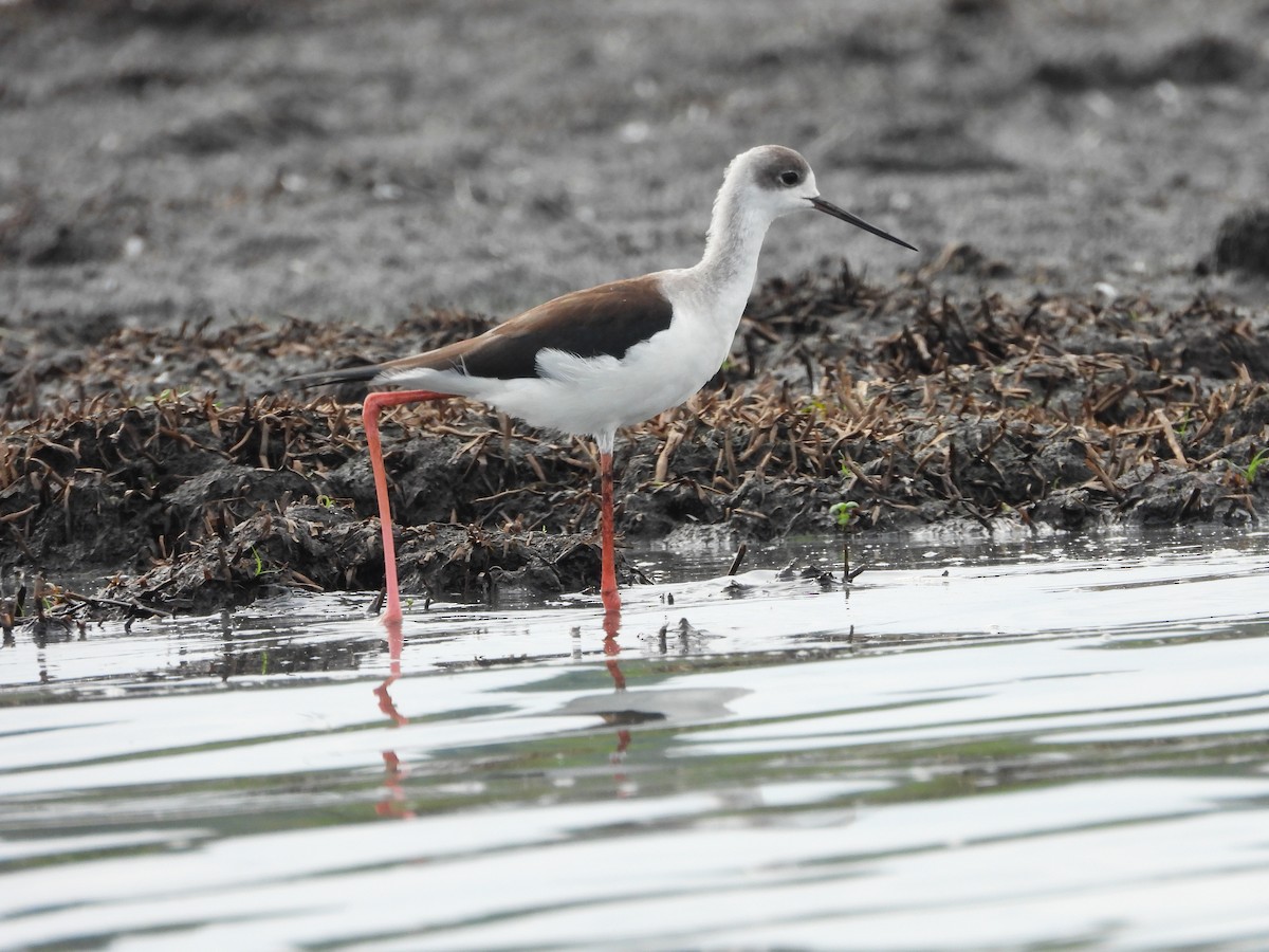 Zankaluze eurasiarra - ML644852259