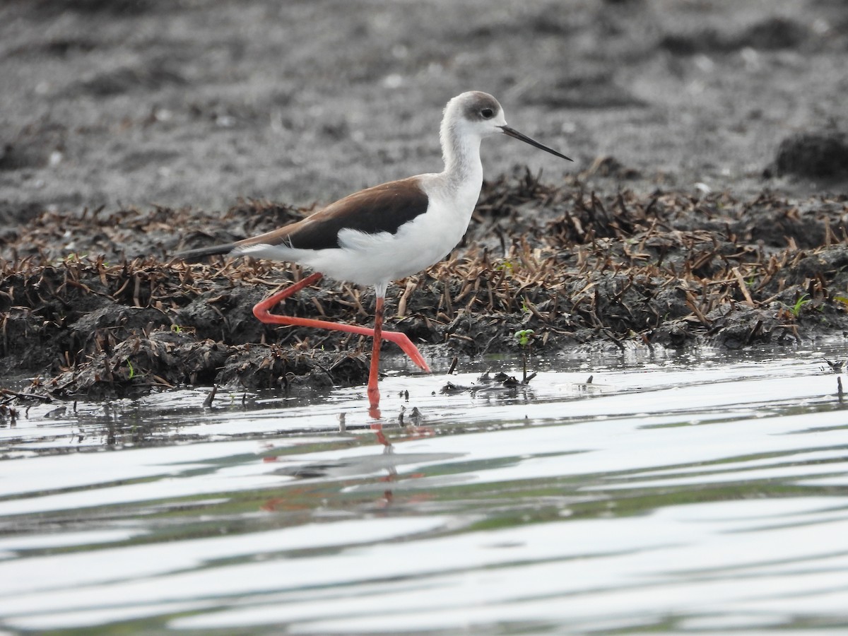 Zankaluze eurasiarra - ML644852260