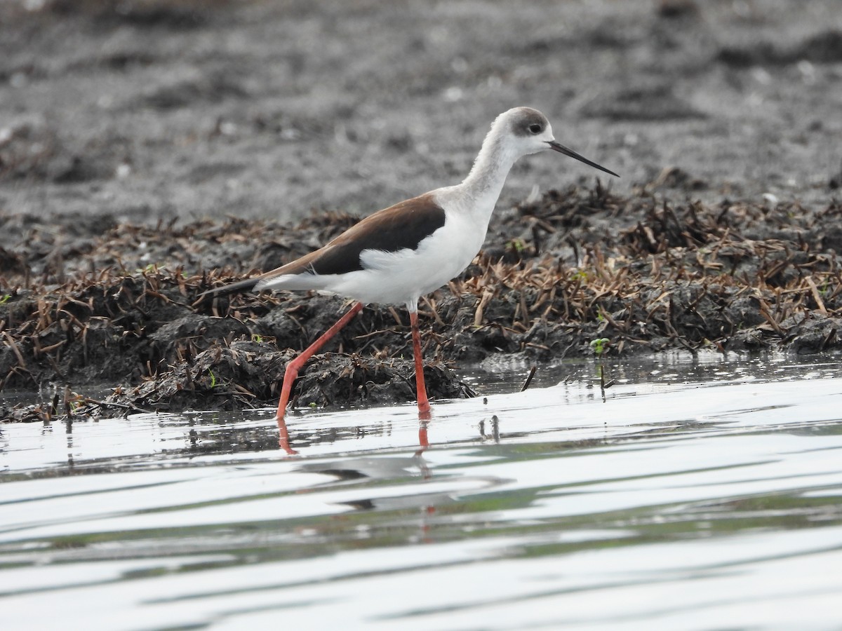 Zankaluze eurasiarra - ML644852261