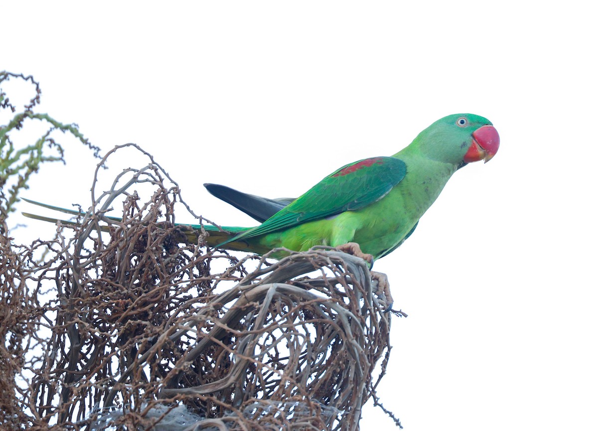 Alexandrine Parakeet - ML644852262