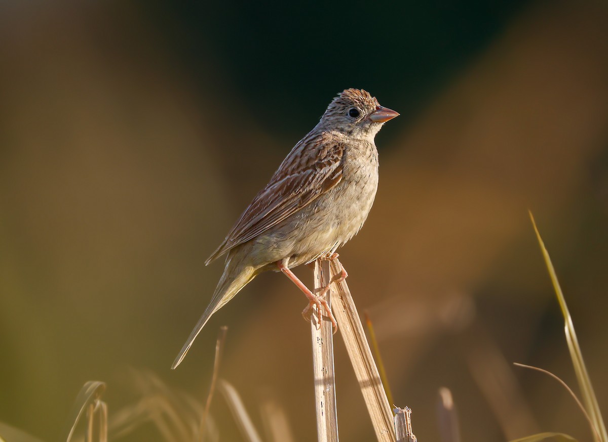 Black-headed Bunting - ML644852263