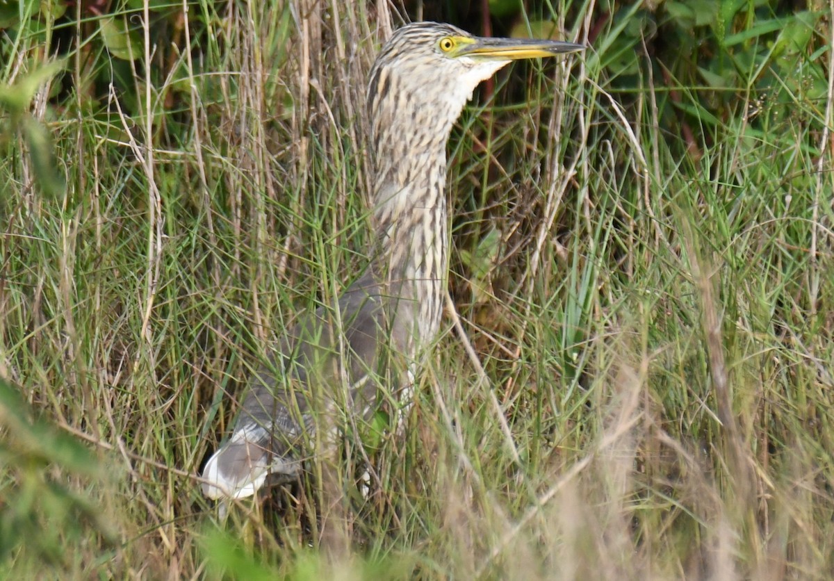 Paddyreiher - ML644852277