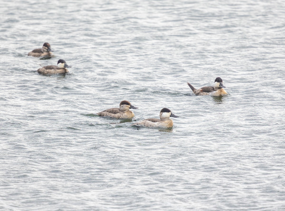 Ruddy Duck - ML644852285