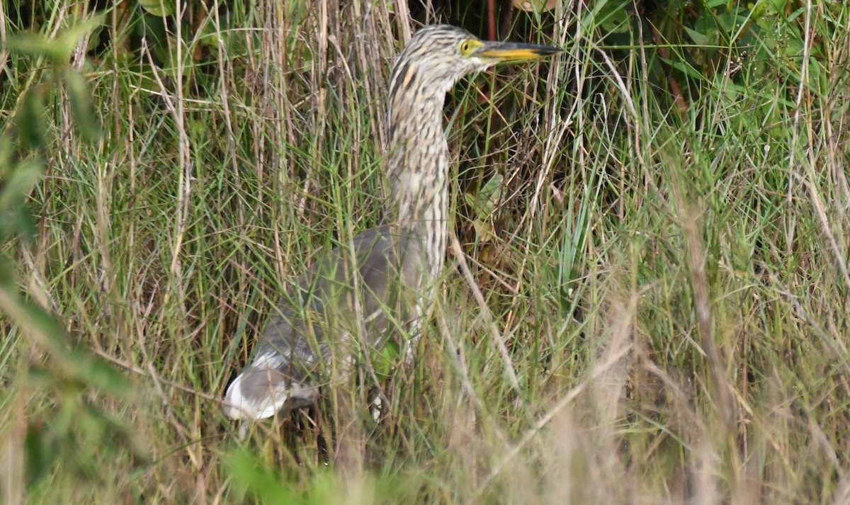 Paddyreiher - ML644852287