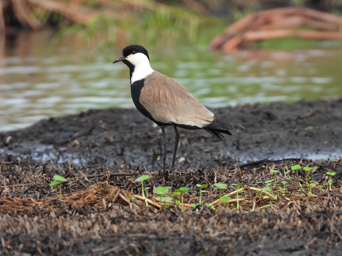 Vanneau à éperons - ML644852288