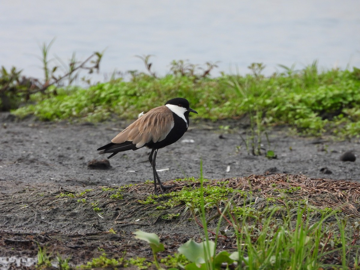 Vanneau à éperons - ML644852291