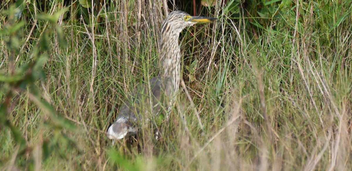 Paddyreiher - ML644852295