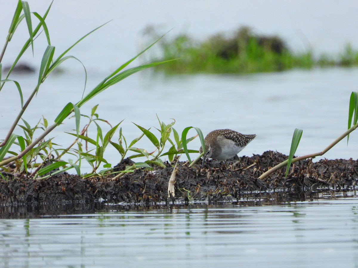タカブシギ - ML644852300