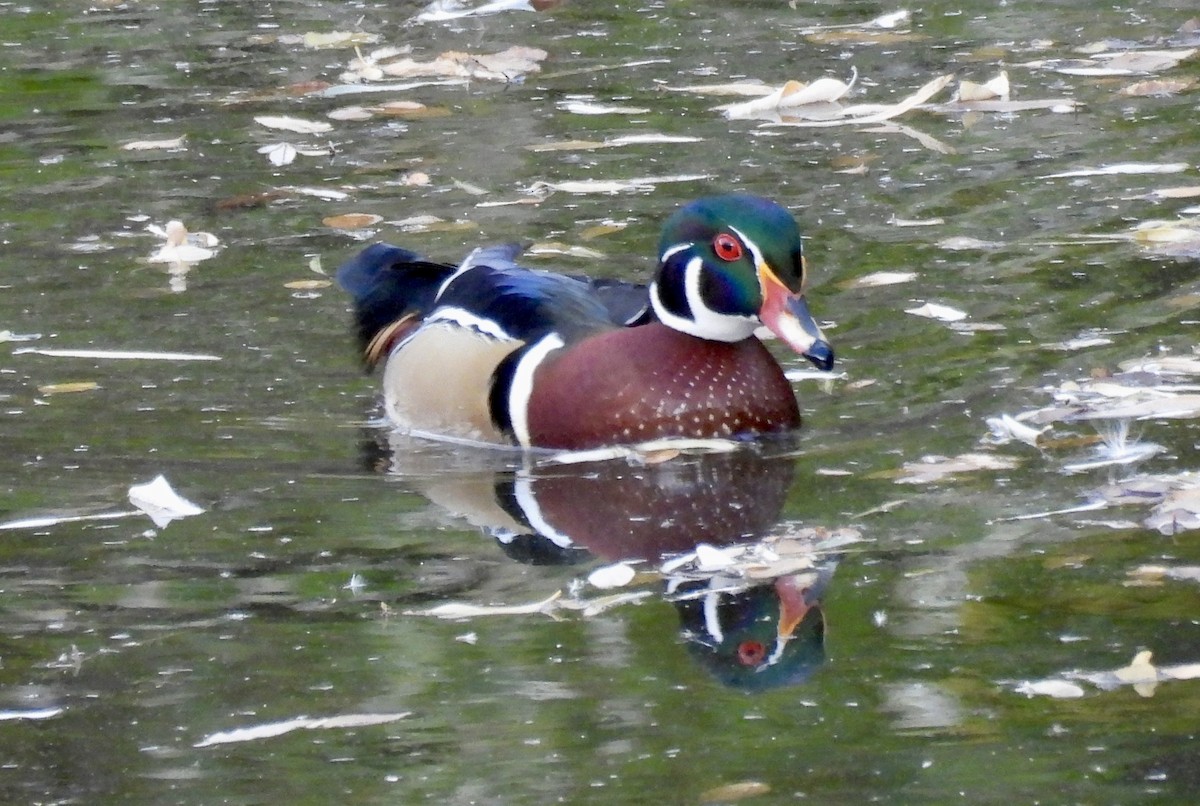 kachnička karolínská - ML644852306