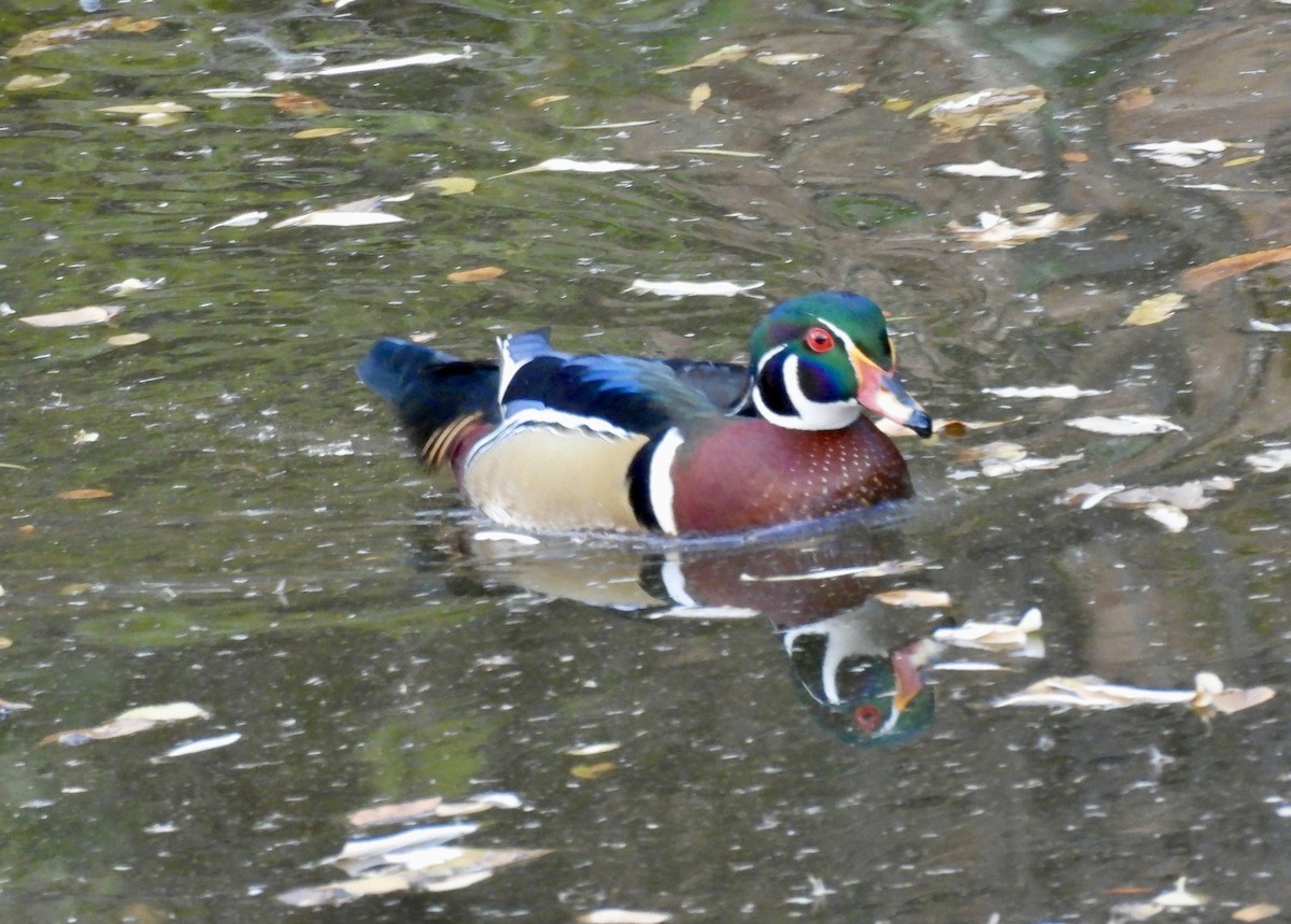 kachnička karolínská - ML644852307