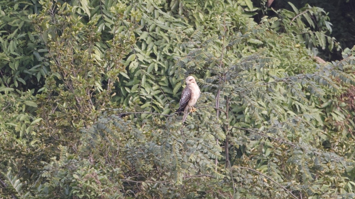 White-eyed Buzzard - ML644852311