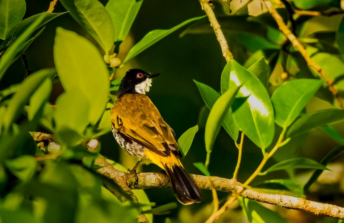 Kömürcü Arapbülbülü - ML644852313