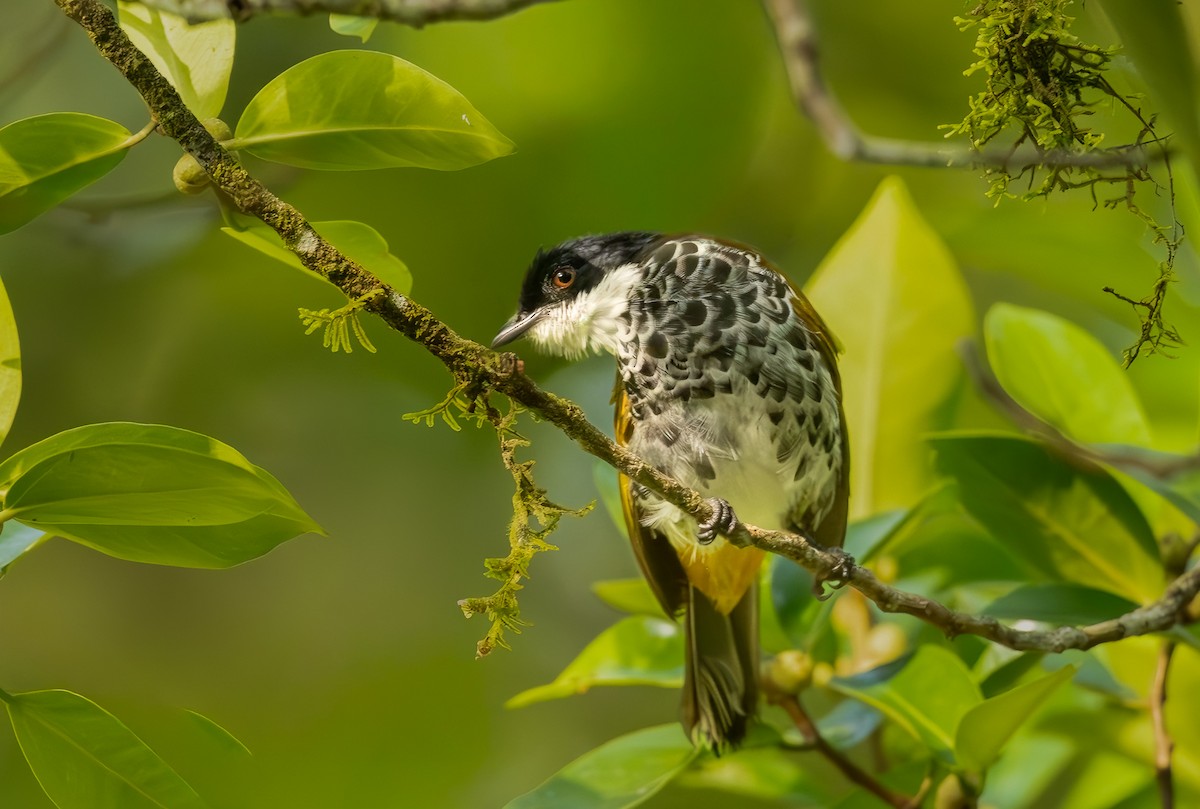 Kömürcü Arapbülbülü - ML644852314