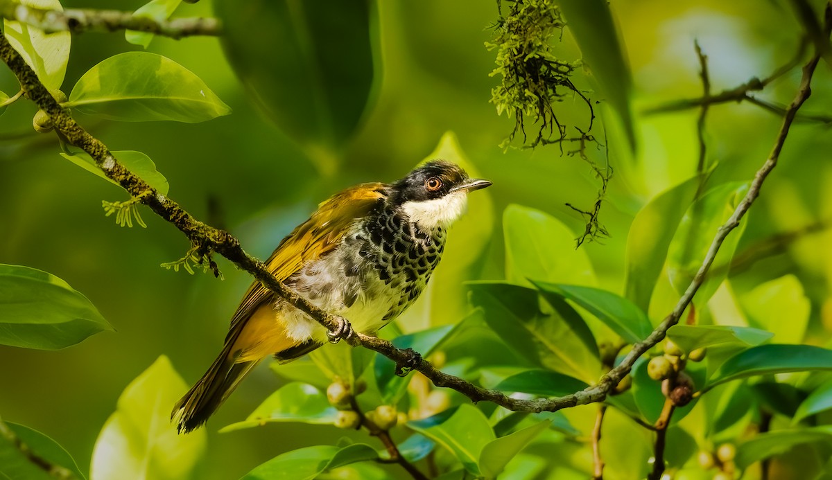 Kömürcü Arapbülbülü - ML644852315