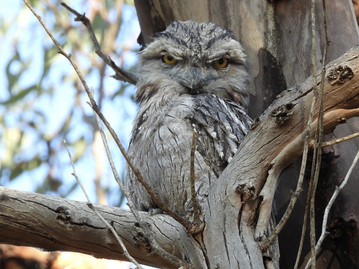 Tawny Frogmouth - ML644852317