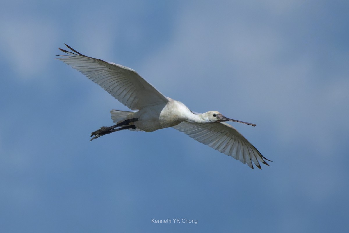 Eurasian Spoonbill - ML644852335
