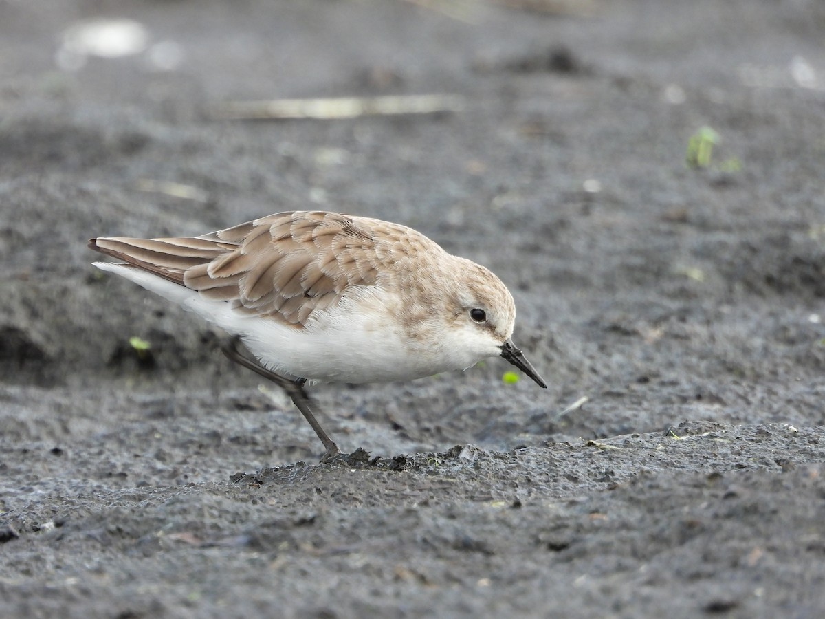 ヨーロッパトウネン - ML644852351