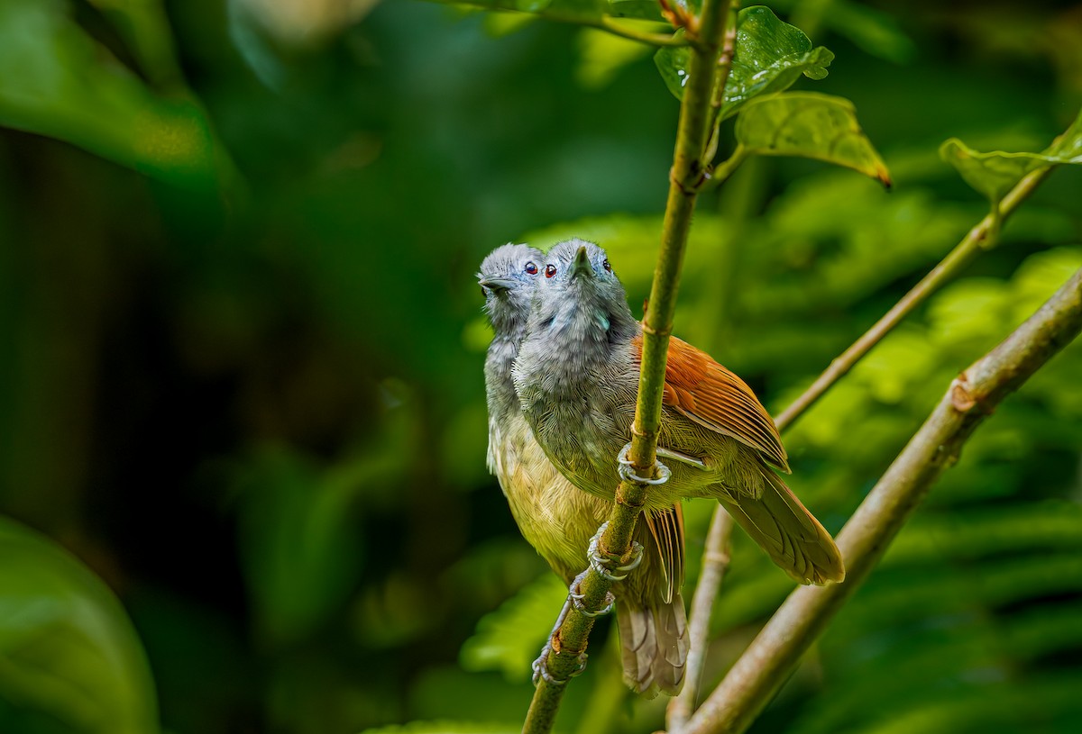 Gray-hooded Babbler - ML644852365