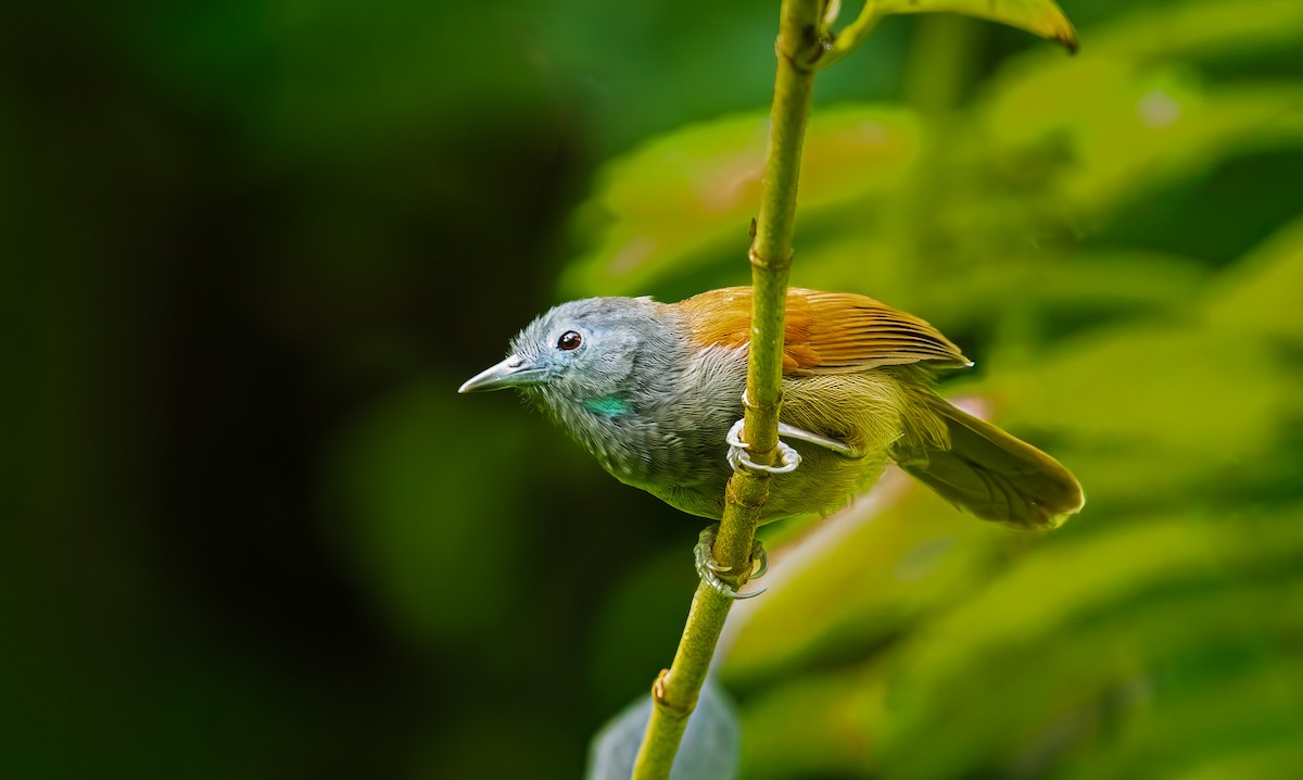 Gray-hooded Babbler - ML644852366