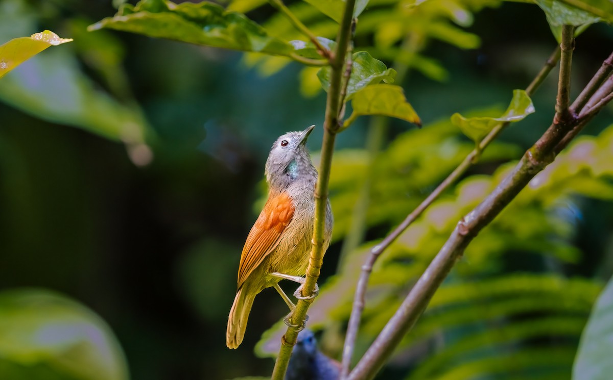 Gray-hooded Babbler - ML644852367