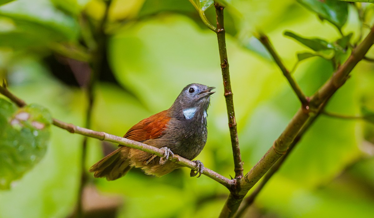Gray-hooded Babbler - ML644852368