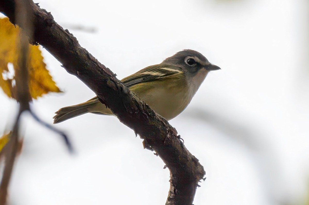 フタスジモズモドキ - ML644852382