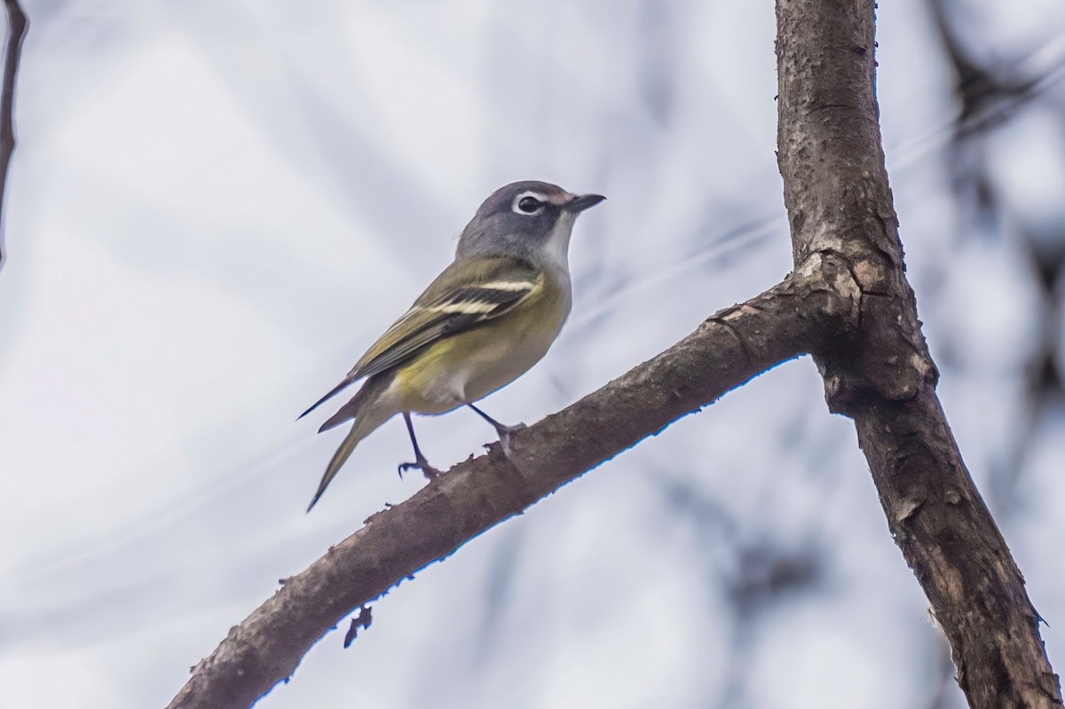 フタスジモズモドキ - ML644852383