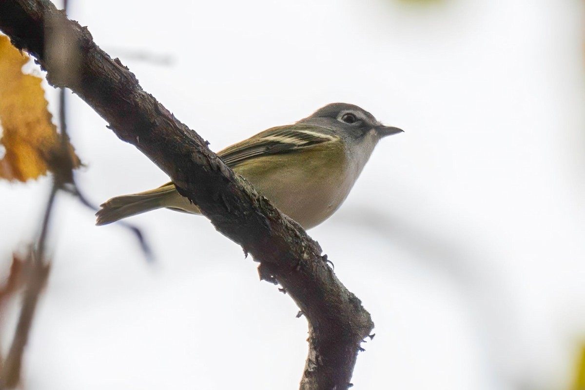 フタスジモズモドキ - ML644852384