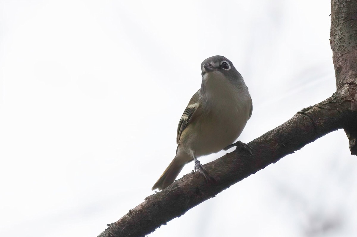 フタスジモズモドキ - ML644852385