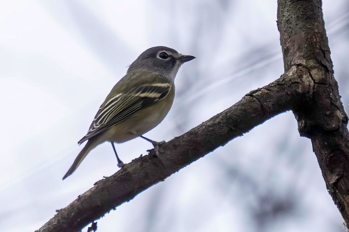 フタスジモズモドキ - ML644852386