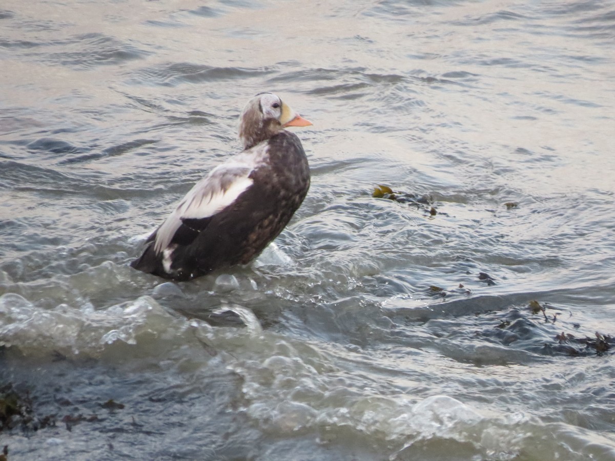 Spectacled Eider - ML644852409