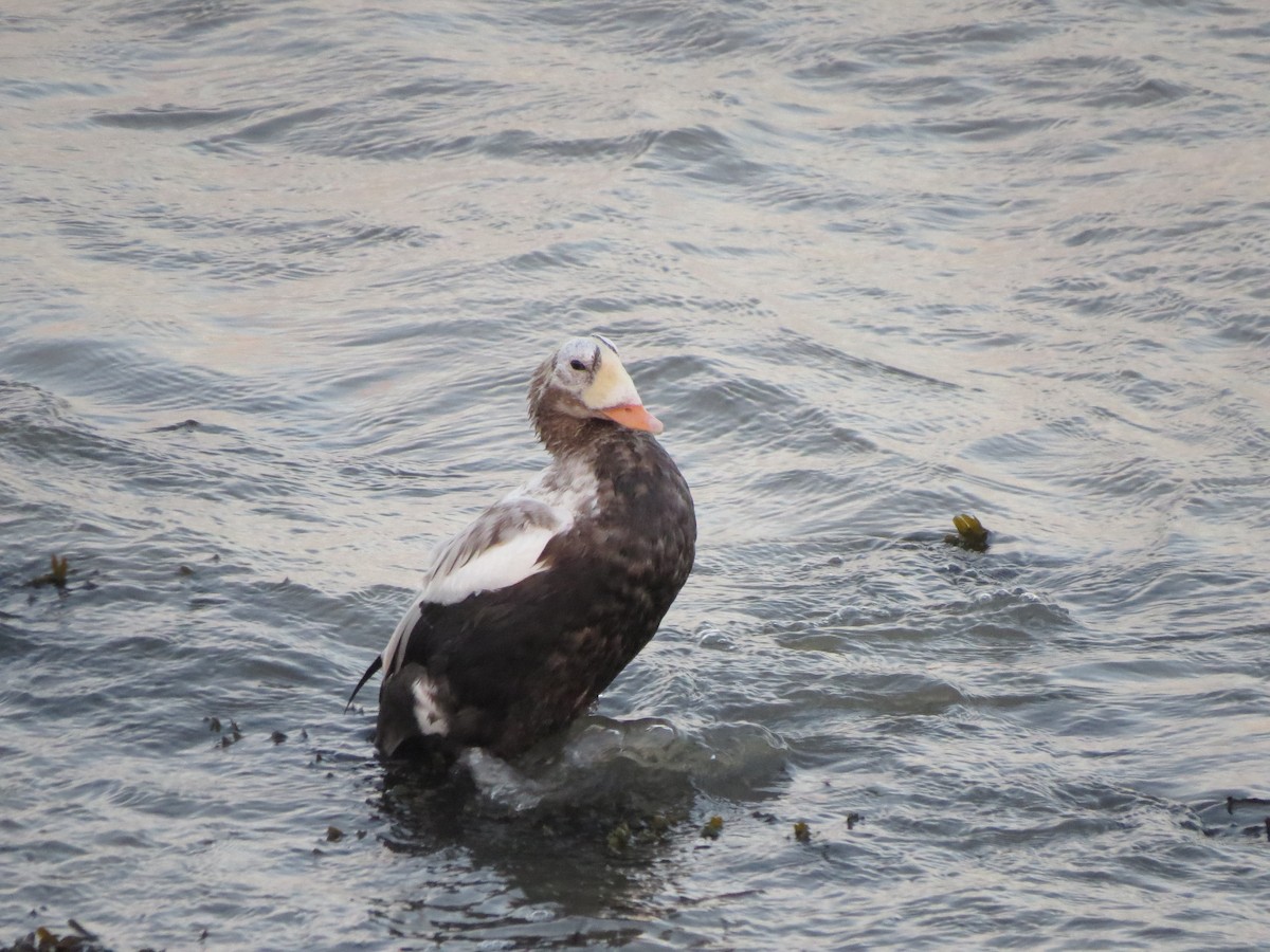 Spectacled Eider - ML644852410